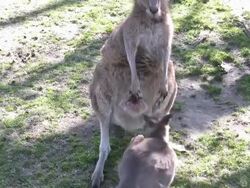 Kangaroo, Australia. Joey Jumping into Mother's Pouch. Stock Footage