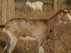 two goats grazing in the village Stock Footage