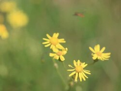 Bee on Yellow flower Stock Footage