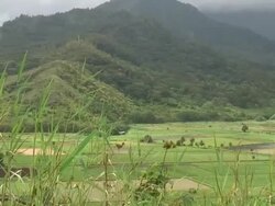(HD1080i) Tropical Valley, Zoom In Stock Footage