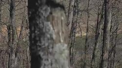 Forest in spring Stock Footage