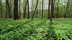 A forest transforms as the seasons change. Stock Footage