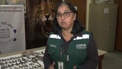 Animal smugglers trafficking in dead specimens in Peru Instructional Video