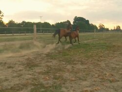 HD SLOW MOTION: Two Horses Running At Dawn Stock Footage