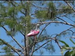 Spoonbill in a Tree Preening Stock Footage