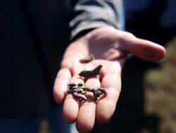 Goodbye Lenin, Ukrainian Nationalists Topple Lenin Statue in Kharkiv. Stock Footage