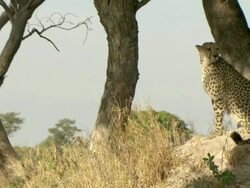 MS Cheetah resting in shade at base of termite mound / Okavango Delta, North West District, Botswana Stock Footage
