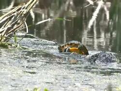 Turtle Falling Off A Log Stock Footage