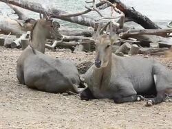 Couple of antelope Stock Footage