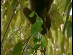 MCU Woolly Monkey hanging upside-down feeding, South America Stock Footage