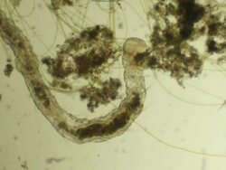 Microscopic worm eats mud Stock Footage