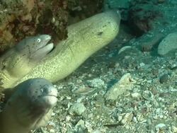 CU Geometric moray eels peering out from cave with rocks covered with bryozoan and swaying seaweed / Matola, Maputo, Mozambique Stock Footage