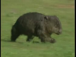 MCU Wombat running and walking across grass Stock Footage