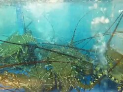 Lobster Stock Footage