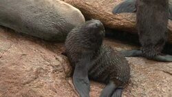 CLEAN : Isla de Lobos Uruguay home to colonies of News Clip