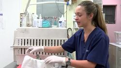 CLEAN : Florida animal rescue under pressure due to exotic pet trade News Clip