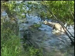 Alligator in swamp eating dead carcass floating on surface, Brazos Bend State Park, Texas, USA Stock Footage
