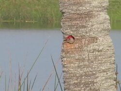 Woodpecker in palm trunk nest Stock Footage