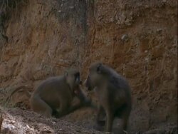 MS pair of Baboons mating, Tanzania Stock Footage