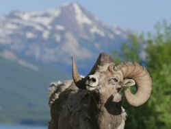 Old mountain sheep in the mountains Stock Footage
