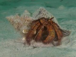 MS View of Hermit crab / Mabul, Sabah, Malaysia   Stock Footage