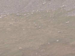 Herd of Sheep Grazing in North Yorkshire News Clip