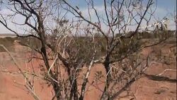 Shrubs and trees grow in rugged, arid terrain. Stock Footage