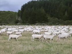 WS PAN View of Sheep Herd / Catlins, New Zealand Stock Footage
