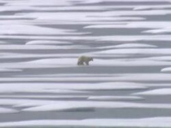 Polar Bear and her cubs in the Arctic News Clip