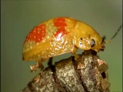 Beetle, CU side view, grooming back legs Stock Footage