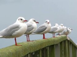 Seagulls Stock Footage