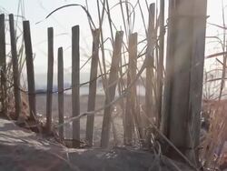 Tracking detail shot of a beach sand fence and tall grass. - Model Released - 1920x1080 - HD Stock Footage