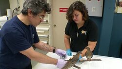 Martha, the last surviving passenger pigeon, is being taken out of storage and being put on public display in a new Smithsonian Institution exhibit this month. (June 18) News Clip