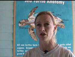 Hundreds of endangered green sea turtles are being released back into the Atlantic Ocean after being rescued from frigid water in the past week. News Clip