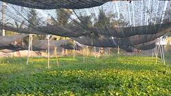 panning: Centella asiatica leaf  farm under plastic cover Stock Footage