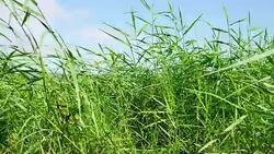 Grass on wind energy Stock Footage