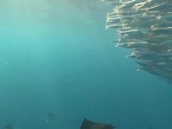 MS TS Sailfish schooling to hunt bait ball / Playa del Carmen, Isla Mujeres, Mexico Stock Footage