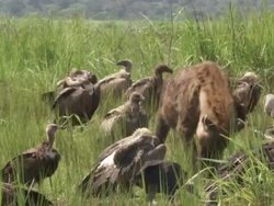 Spotted hyena (Crocuta crocuta) and White-backed Vultures (Gyps africanus) around kill, Garamba NP, Congo Stock Footage