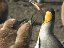 CU, King penguin (Aptenodytes patagonicus) with two chicks, South Georgia Island, Falkland Islands, British overseas territory Stock Footage