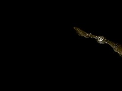 Little Owl athene noctua flying against black background, Slow motion Stock Footage