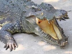 Crocodile Stock Footage