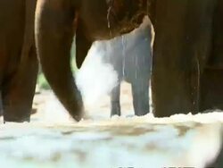 BCU Low angle elephant splashing water with trunk Stock Footage