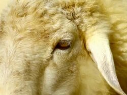 close up sheep eye Stock Footage