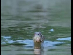 MS Otter swimming through water, to camera, South America Stock Footage