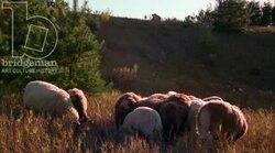 Static shot of sheep grazing in a field Stock Footage