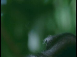 CU Black mantled tamarin, Saguinus nigricollis, looking around, Amazon, South America Stock Footage