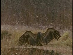 MS Vultures on ground, Bandhavgarh National Park, India Stock Footage