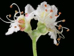 Chestnut flower blooming and dying HD Stock Footage