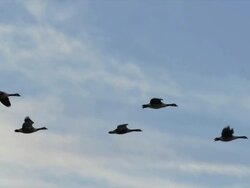 Flock of Canadian Geese fly silhouetted against blue sky and clouds. Stock Footage