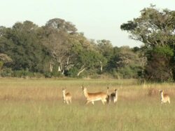 WS TS Alert impala running through floodplain grassland / Okavango Delta, North West District, Botswana Stock Footage